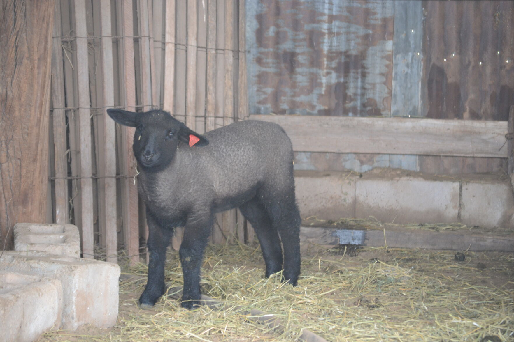 Lamb in the barn